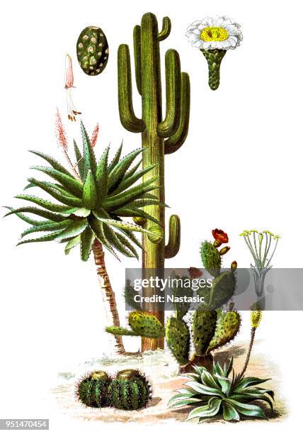 illustrations, cliparts, dessins animés et icônes de le saguaro (carnegiea gigantea) et aloe ferox (l’aloès amer) - cactus watercolor