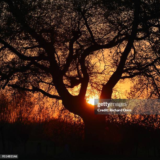 tree, setting sun, rheinberg, lower rhine, north rhine-westphalia, germany - iluminação rheinberg imagens e fotografias de stock