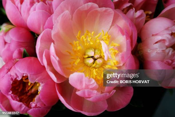 Peonies are pictured in Marseille, southern France, on April 25, 2018. - The locally produced flower has gained world renown and because of the high...