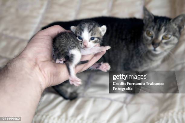 catching a kitten - guards division stock pictures, royalty-free photos & images