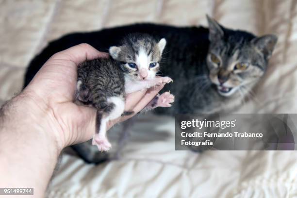 catching a kitten - guards division stock pictures, royalty-free photos & images