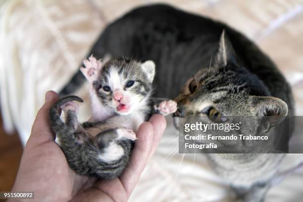 catching a kitten - meowing stock pictures, royalty-free photos & images