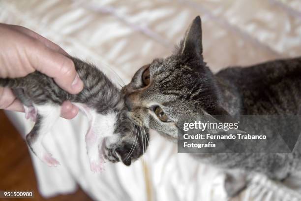 cat catching kitten with mouth - guards division stock pictures, royalty-free photos & images