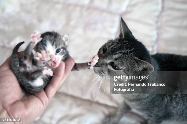 Two Meow 253 Two Meow Stock Photos, High-Res Pictures, and Images - Getty Images