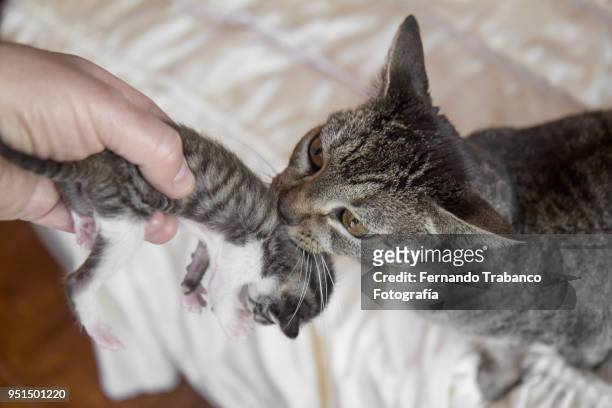 cat catching kitten with mouth - guards division stock pictures, royalty-free photos & images