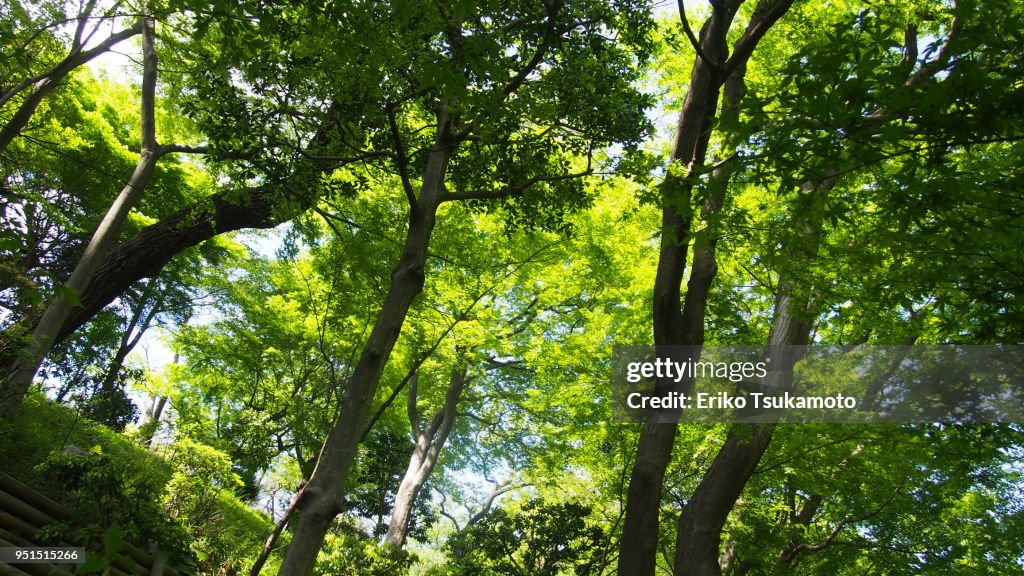 Trees Sprouting In Spring Growing Trees In Spring High-Res Stock Photo - Getty Images