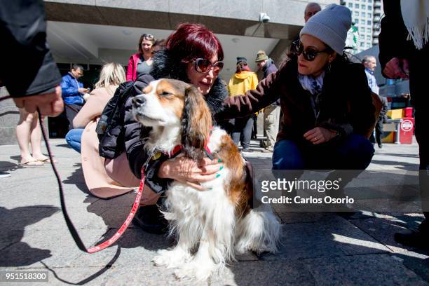 People pet Dexter the cavalier king charles spaniel therapy dog from St. John's Ambulance. The dogs are at Mel Lastman square for those affected by...
