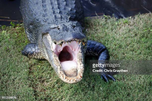The alligator known as Tri-pod is seen near the ninth hole during the first round of the Zurich Classic at TPC Louisiana on April 26, 2018 in...