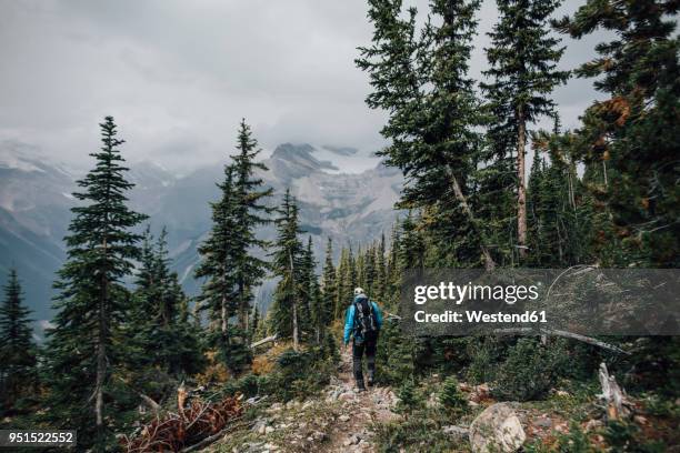 canada, british columbia, yoho national park, man hiking at mount burgess - yoho national park stock pictures, royalty-free photos & images