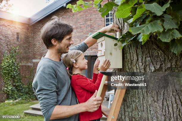 father and daughter hanging up nest box in garden - protect environment stock pictures, royalty-free photos & images