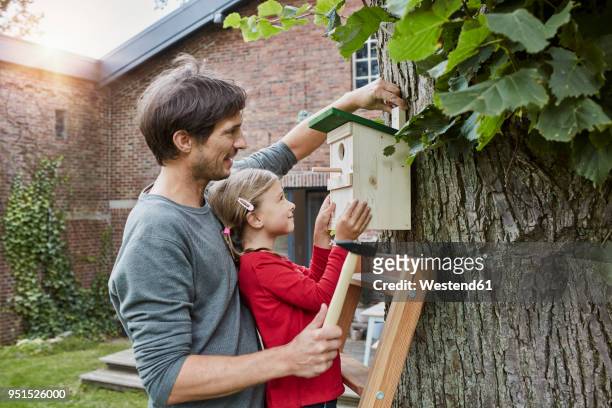 father and daughter hanging up nest box in garden - casa de pássaro imagens e fotografias de stock