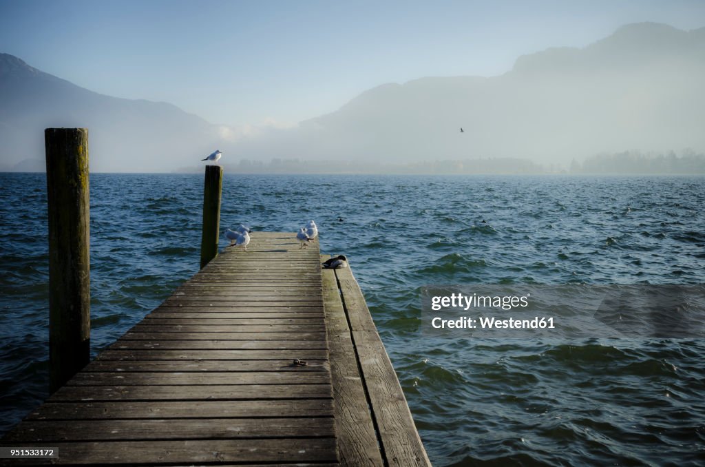 Austria, Salzkammergut, Lake Mondsee, wooden walkway and seagulls in the morning