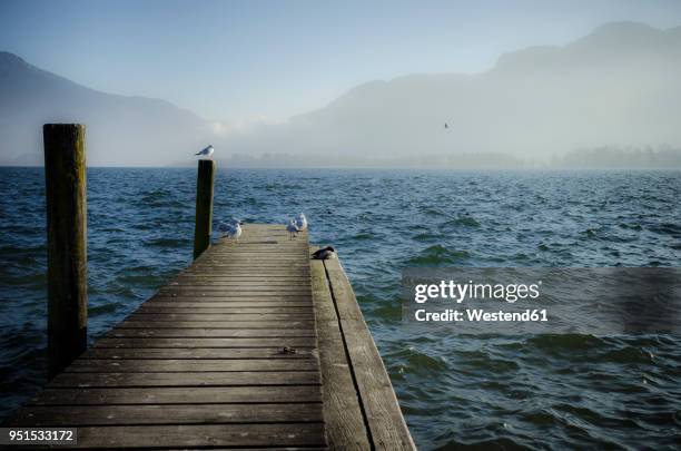 austria, salzkammergut, lake mondsee, wooden walkway and seagulls in the morning - vocklabruck stock pictures, royalty-free photos & images