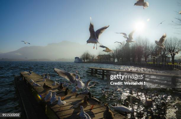 austria, salzkammergut, lake mondsee and seagulls in the morning - vocklabruck stock pictures, royalty-free photos & images