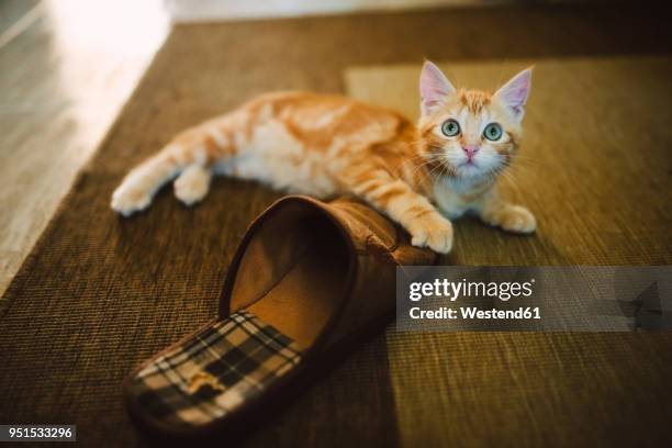 ginger kitten playing with slipper on the carpet - funny slipper stock pictures, royalty-free photos & images