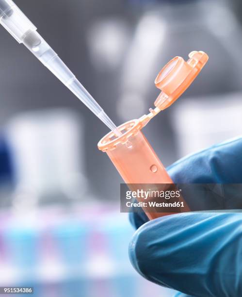 scientist pipetting a sample into a eppendorf tube - eppendorf tube stock pictures, royalty-free photos & images