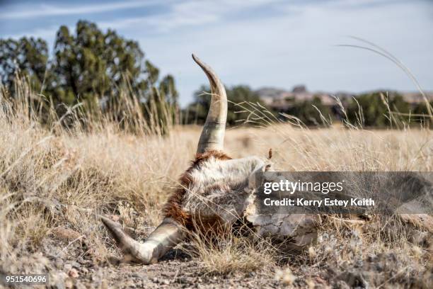 cow skull lying on grassy plain in high desert of arizona, usa - kerry estey keith - fotografias e filmes do acervo