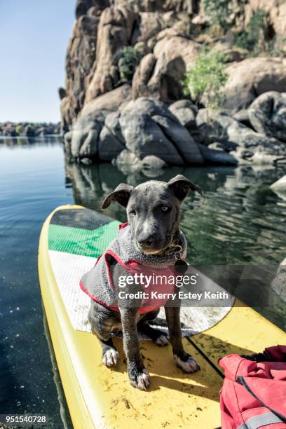 small gray dog in vest sits on front of paddle board, prescott, arizona, usa - kerry estey keith stock pictures, royalty-free photos & images