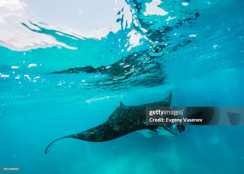 Manta ray swimming underwater, Komodo, Nusa Tenggara Timur, Indonesia