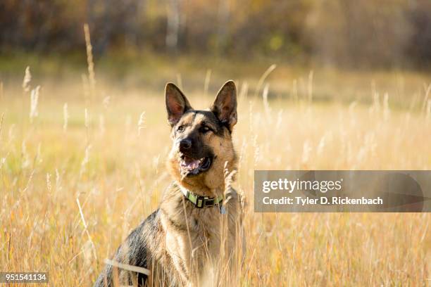 german shepherd sitting in tall meadow grass on a sunny afternoon, swan valley, idaho, usa - tyler shepherd stock pictures, royalty-free photos & images