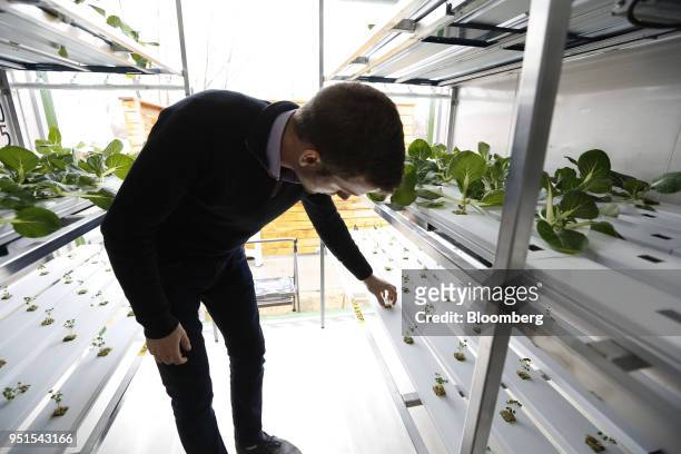 Corey Ellis, chief executive officer of the Growcer Inc., inspects plants at the Bayview Yards innovation center in Ottawa, Ontario, Canada, on...