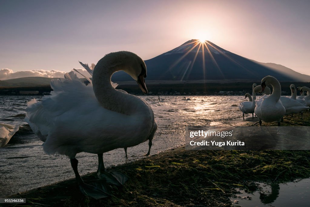 Diamond Fuji over Lake Yamanaka with Swans