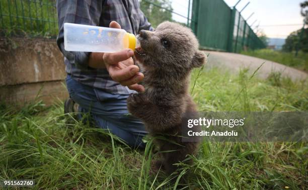 Caretaker feeds a bear cub, which lost its mother at a forestry area in Northeastern Region of Turkey and was found with other two cubs, at Celal...