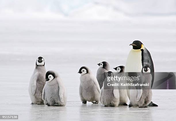 antarctic babysitter - animal family stock pictures, royalty-free photos & images