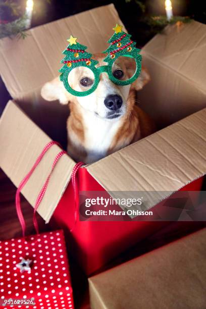 dog in box, wearing christmas tree eyeglasses - funny christmas gift fotografías e imágenes de stock