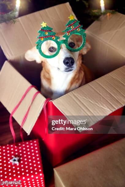 dog in box, wearing christmas tree eyeglasses - christmas dogs stock pictures, royalty-free photos & images