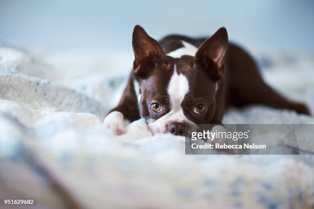 portrait of boston terrier lying on bed - boston terrier stockfoto's en -beelden