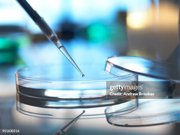 scientist pipetting sample into petri dish in laboratory - clinical trials stock pictures, royalty-free photos & images