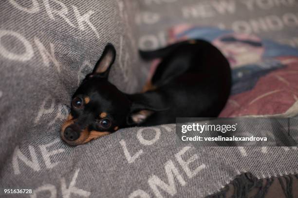 miniature pinscher dog relaxing on a sofa - miniature pinscher stock pictures, royalty-free photos & images