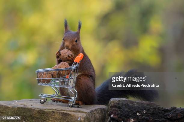 squirrel filling a shopping cart with nuts, artica, navarra, spain - collection stock pictures, royalty-free photos & images