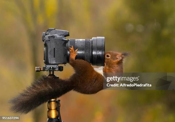 squirrel looking into the lens of a camera - リス ストックフォトと画像