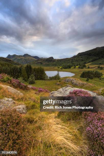 blea tarn in the english lake district at sunrise - langdale pikes stock pictures, royalty-free photos & images