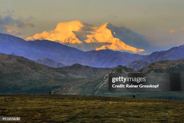 distant view of the majestic mount denali at sunrise - rainer grosskopf 個照片及圖片檔