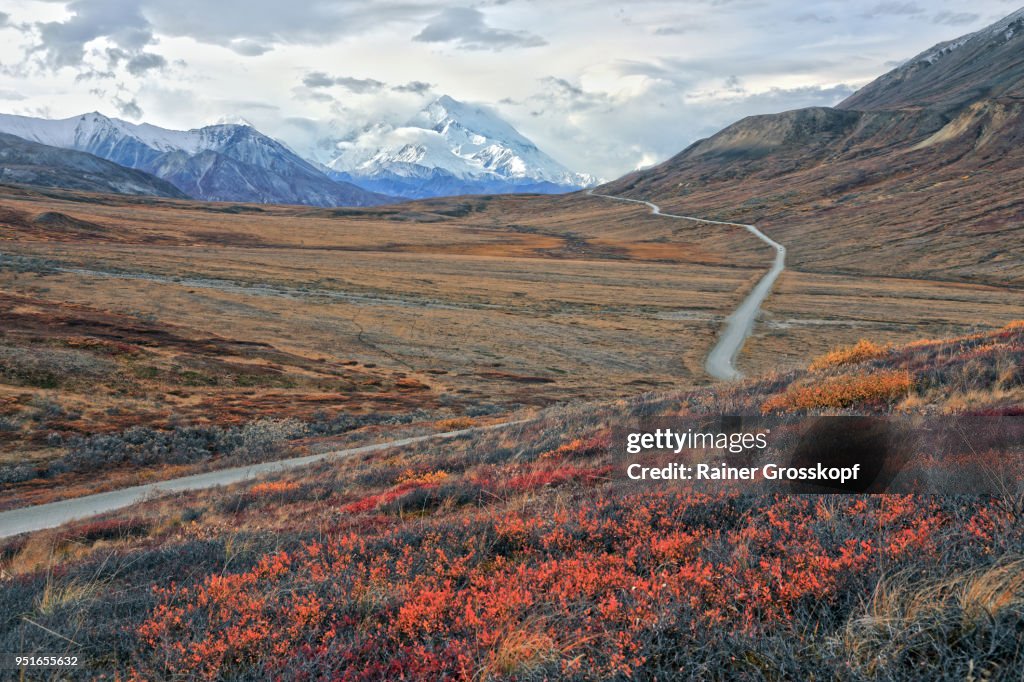 Park road in an autumn tundra landscape leading toward Mount Denali