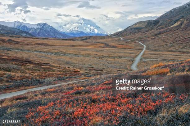 park road in an autumn tundra landscape leading toward mount denali - rainer grosskopf - fotografias e filmes do acervo