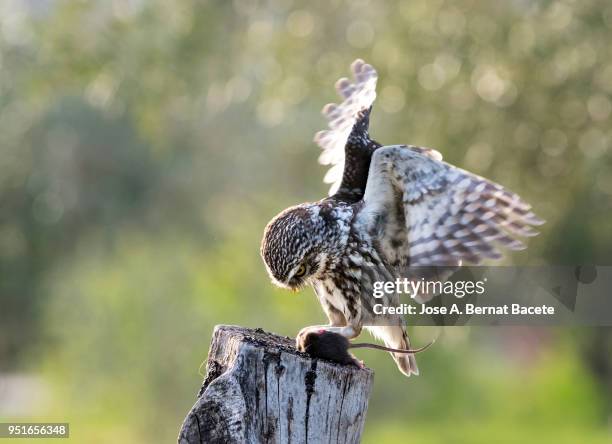 little owl (athene noctua) with house mouse (mus musculus) prey. - tiere bei der jagd stock-fotos und bilder