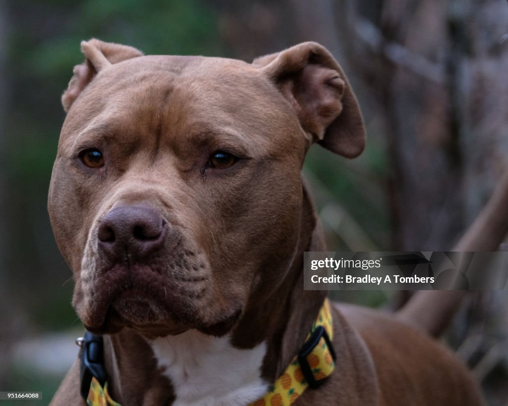 Pit bull Gazing