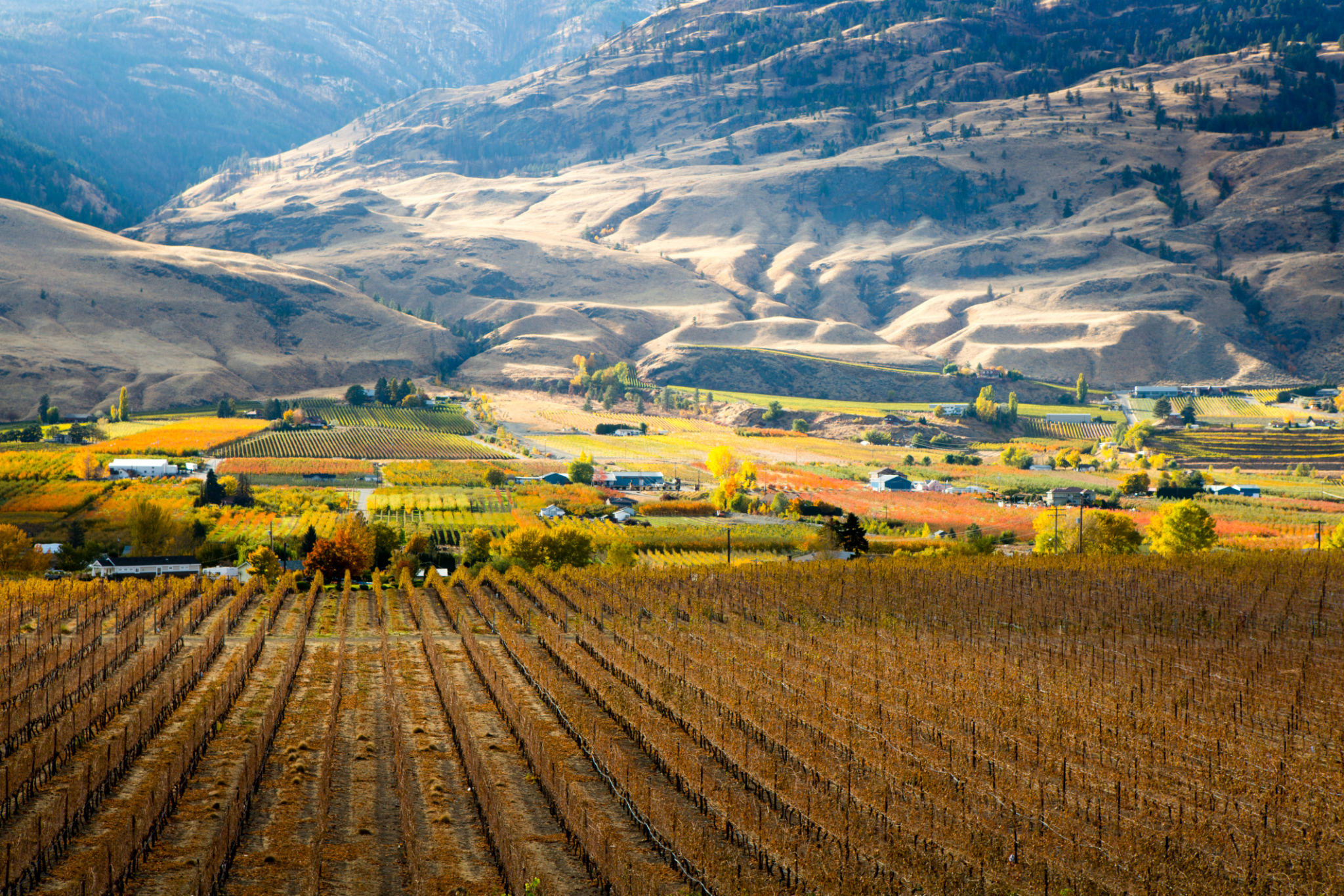 vineyards