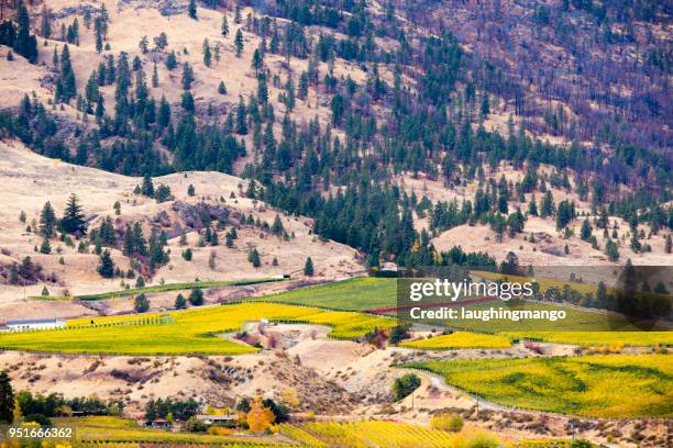 oliver okanagan valley british columbia - okanagan vineyard stock pictures, royalty-free photos & images