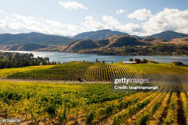 skaha lake okanagan falls vineyard - okanagan vineyard stock pictures, royalty-free photos & images