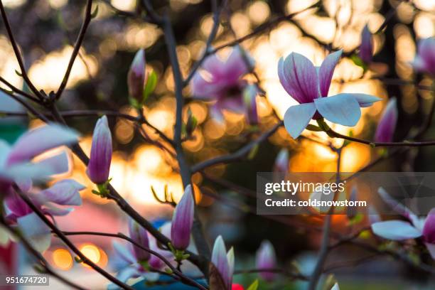 close up van magnoliaboom in bloei bij zonsondergang - magnolia stellata stockfoto's en -beelden