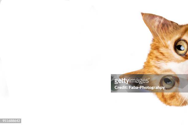 funny cat - cat on white stock-fotos und bilder