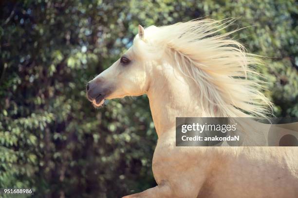 portrait of running palomino welsh cob pony at freedom - welsh pony stock pictures, royalty-free photos & images