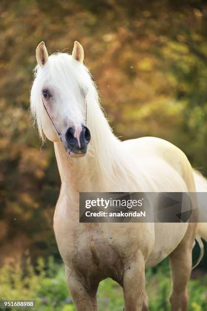 portrait of cute palomino welsh cob pony at green background - welsh pony stockfoto's en -beelden
