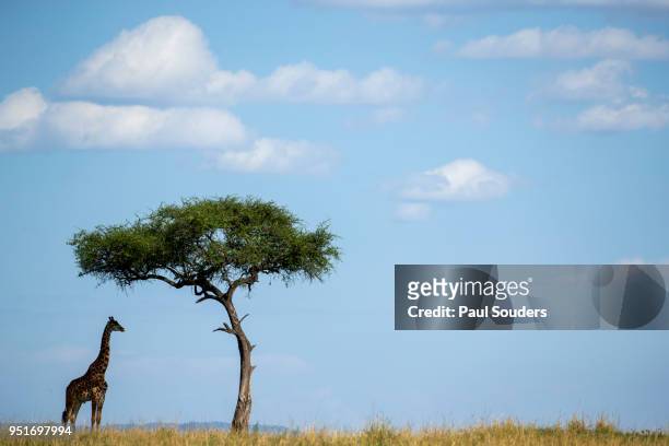 giraffe on savanna, masai mara game reserve, kenya, africa - masai giraffe stock-fotos und bilder