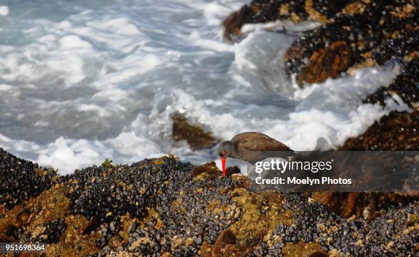 black oystercatcher pecking - foraging on beach stock pictures, royalty-free photos & images